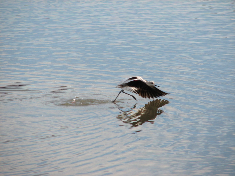 American Avocet