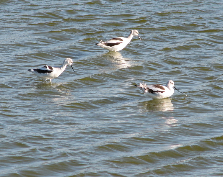 American Avocets 1/06