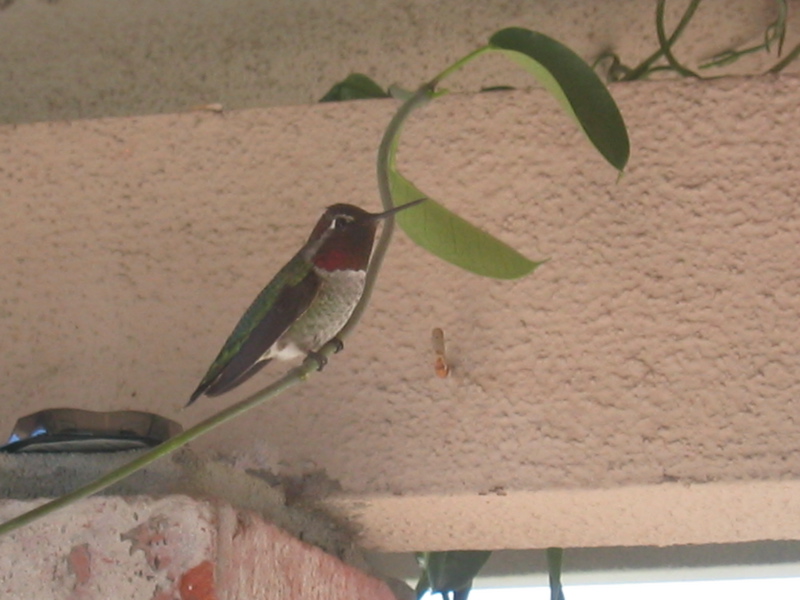 Anna's Hummingbird (M)