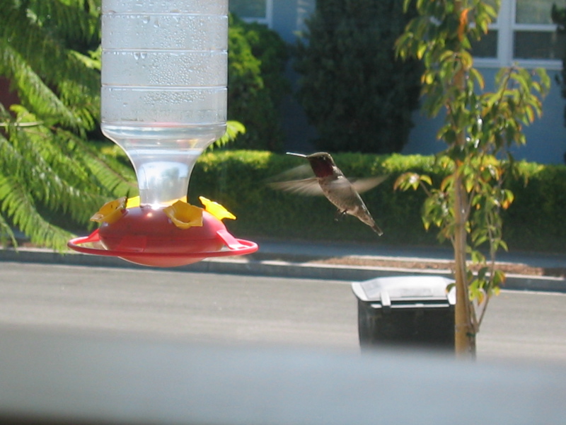 Anna's Hummingbird (M), hovering