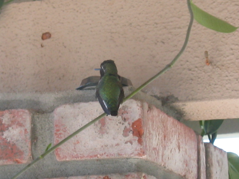 Anna's Hummingbird (M), rear