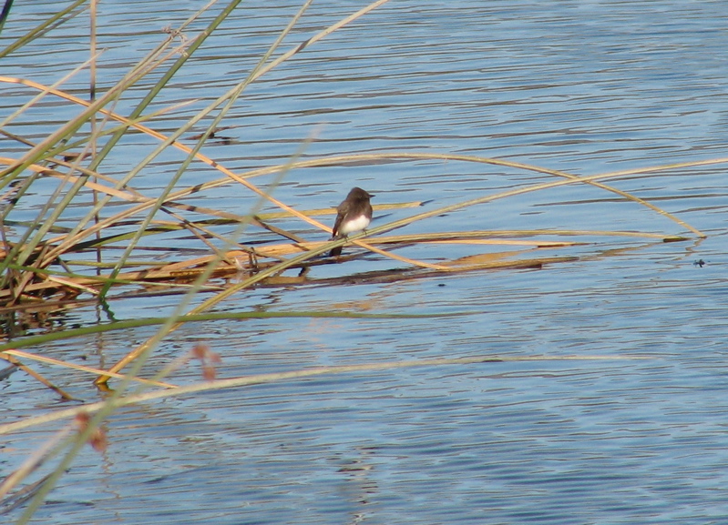 Black Phoebe