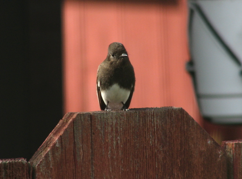 Black Phoebe