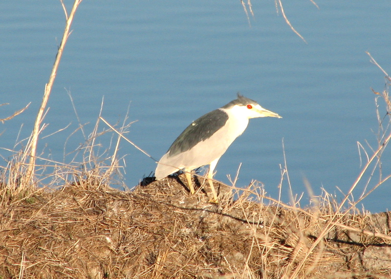 Black-crowned night heron 12/05