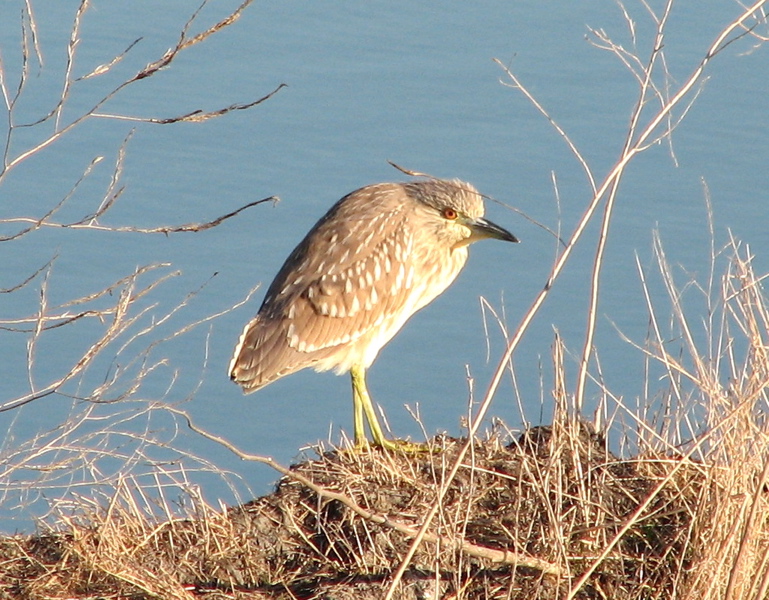 Black-crowned night heron, juvenile