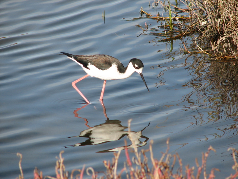 Black-necked stilt