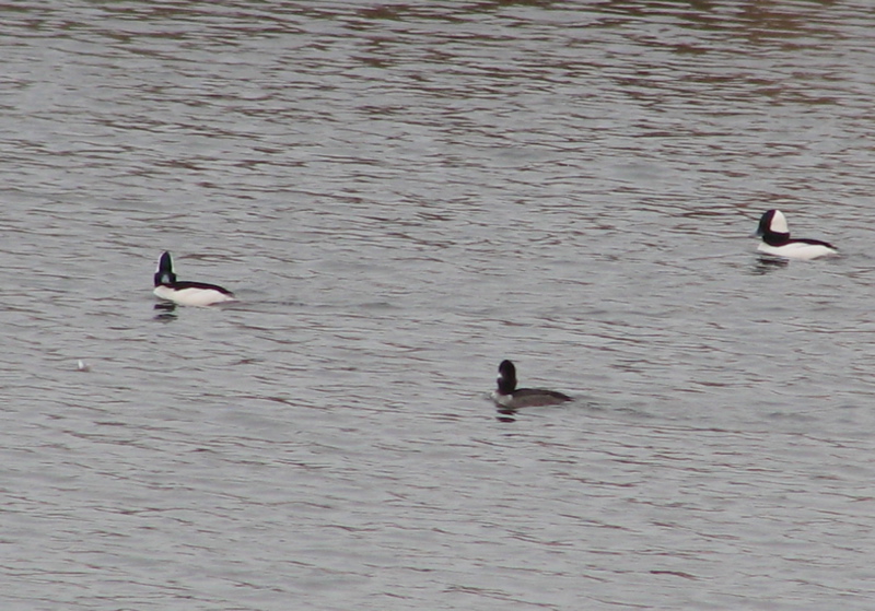 Buffleheads