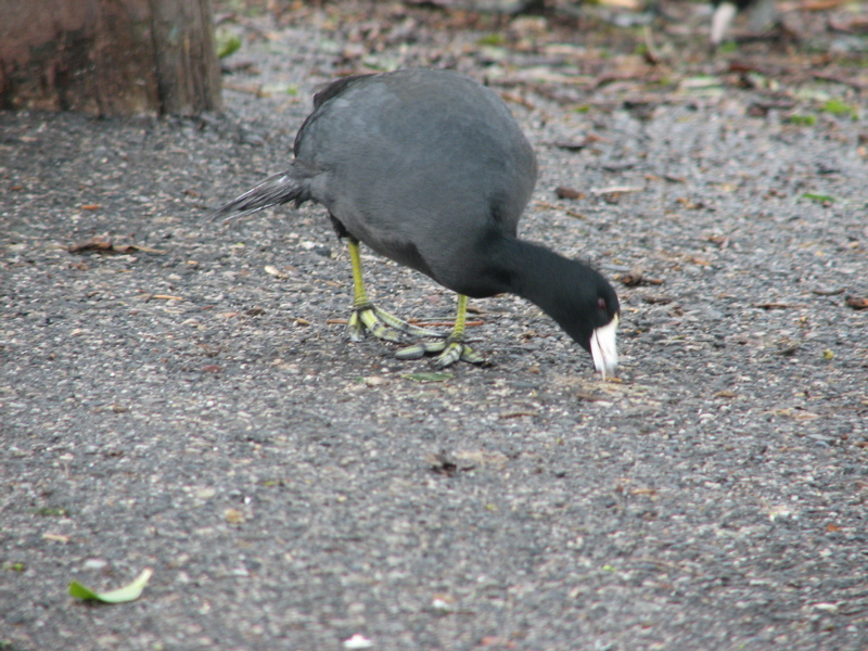 American coot 1/06