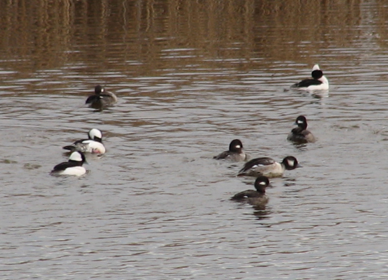 Buffleheads