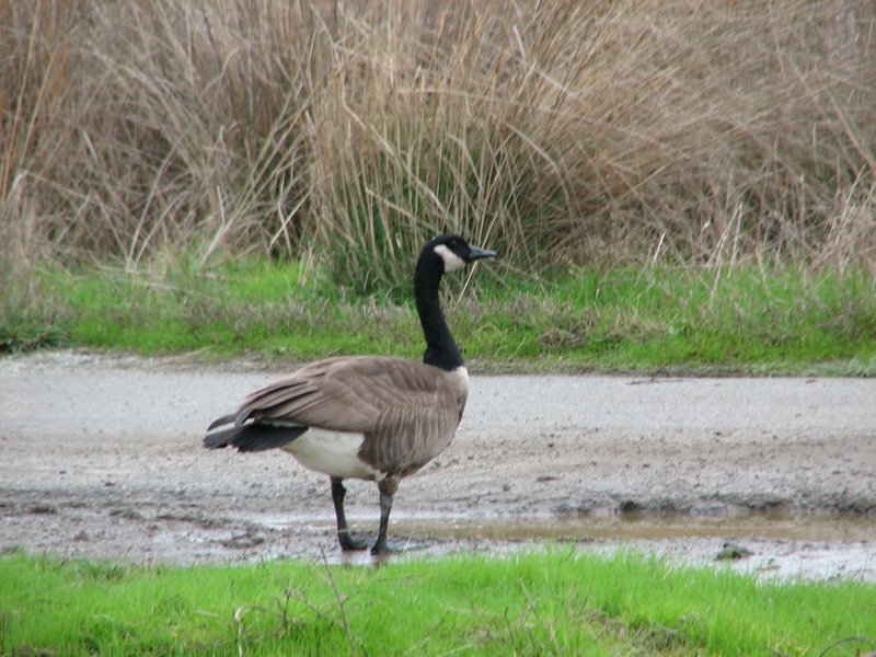 Canada goose