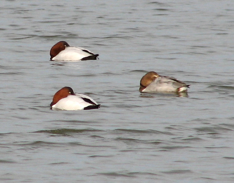 Canvasbacks, sleeping