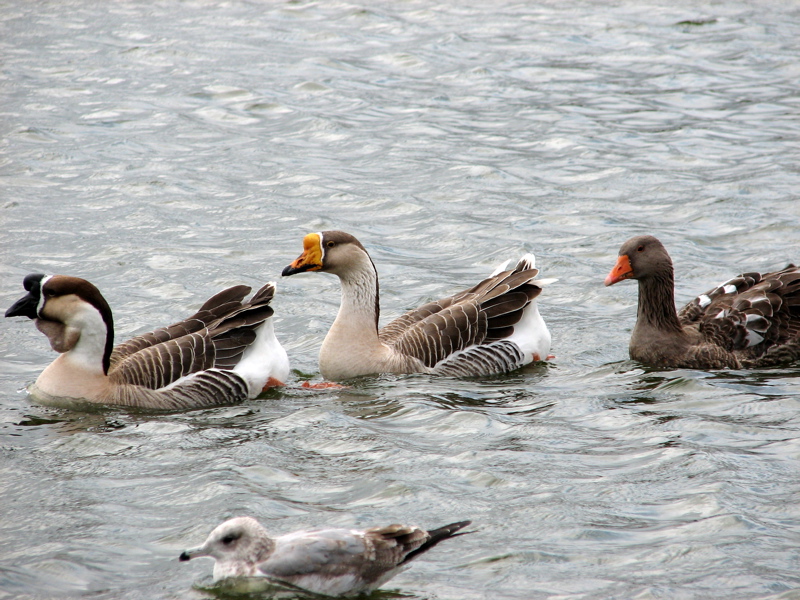 Chinese geese