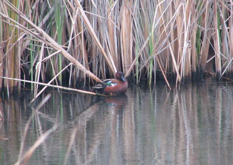 Cinnamon Teal