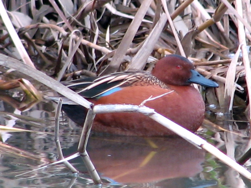 Cinnamon teal, male