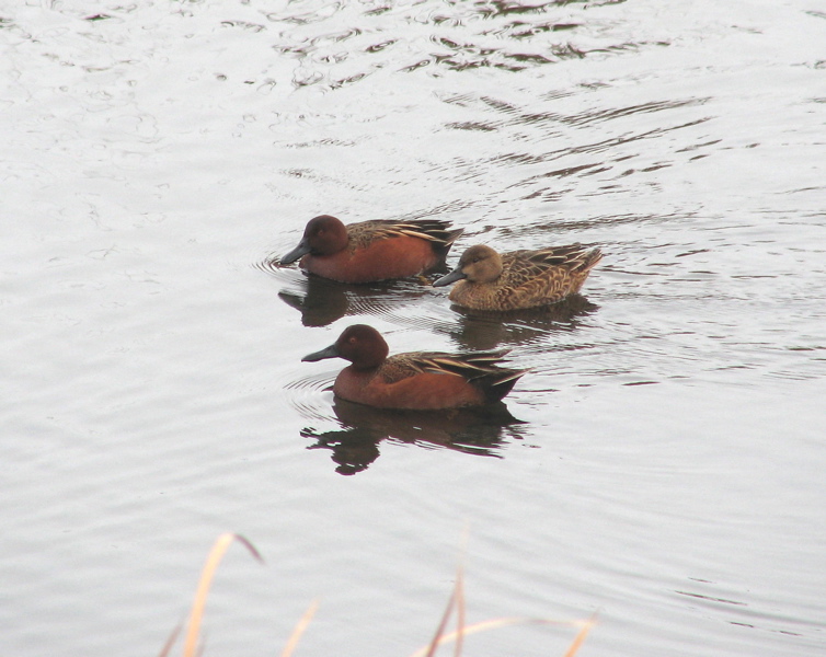 Cinnamon Teals