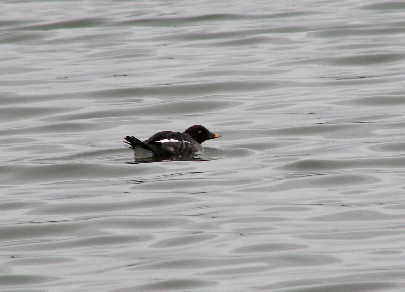 Common goldeneye, female