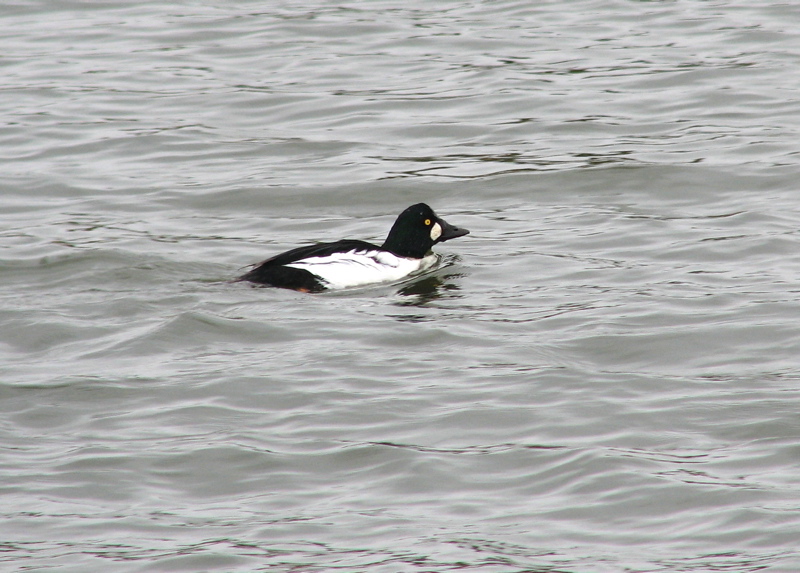 Common Goldeneye, male