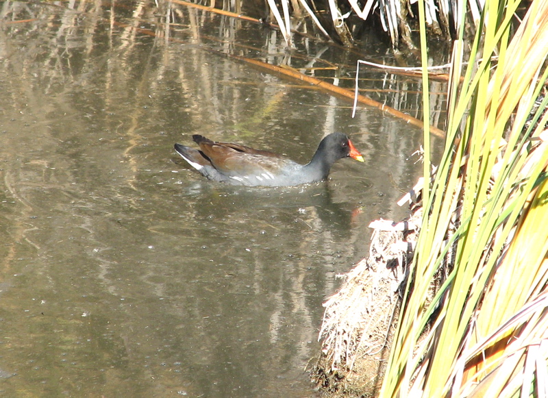 Common Moorhen