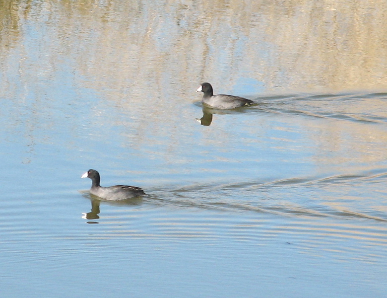 American Coots