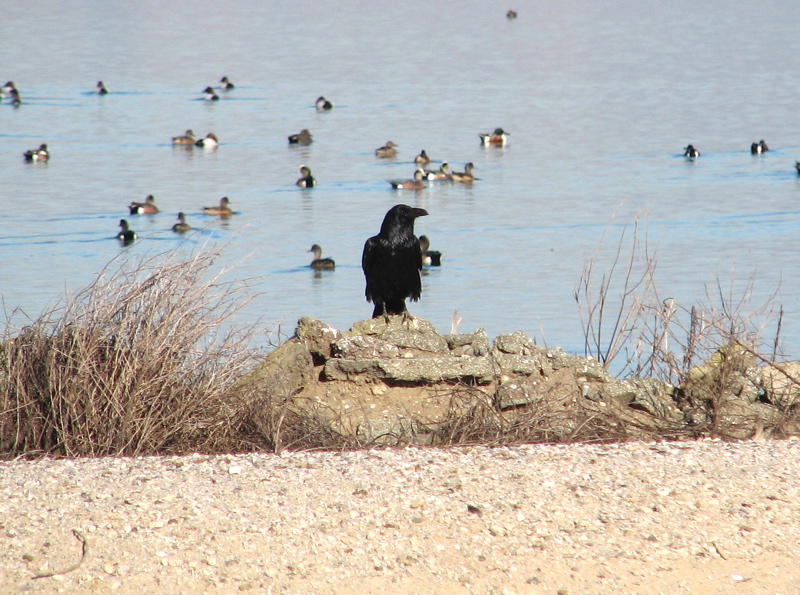 Common Raven