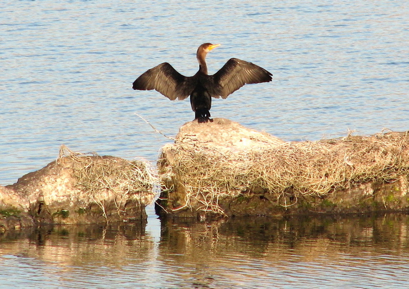 Double-crested cormorant