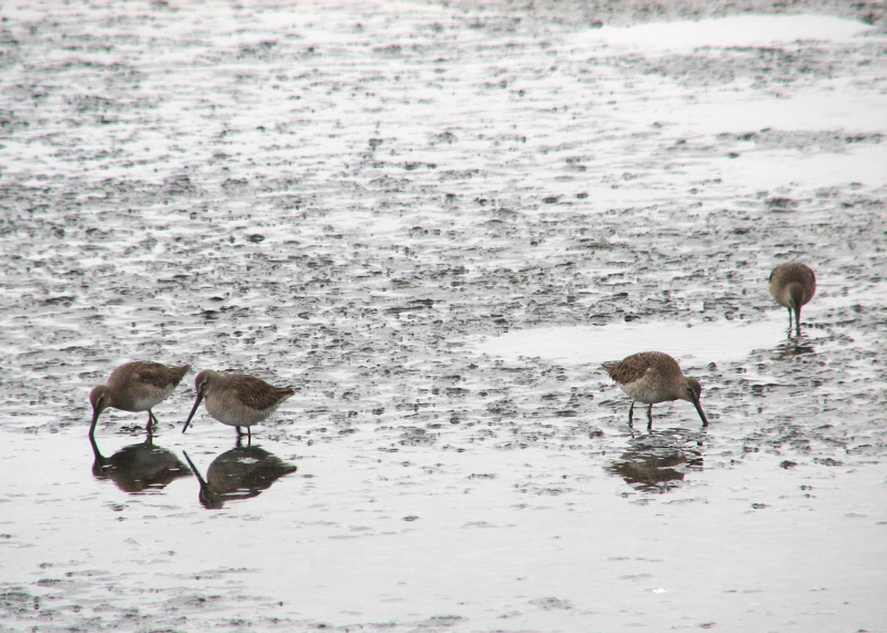 Dowitcher (type?)