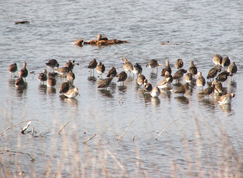 Dowitcher city