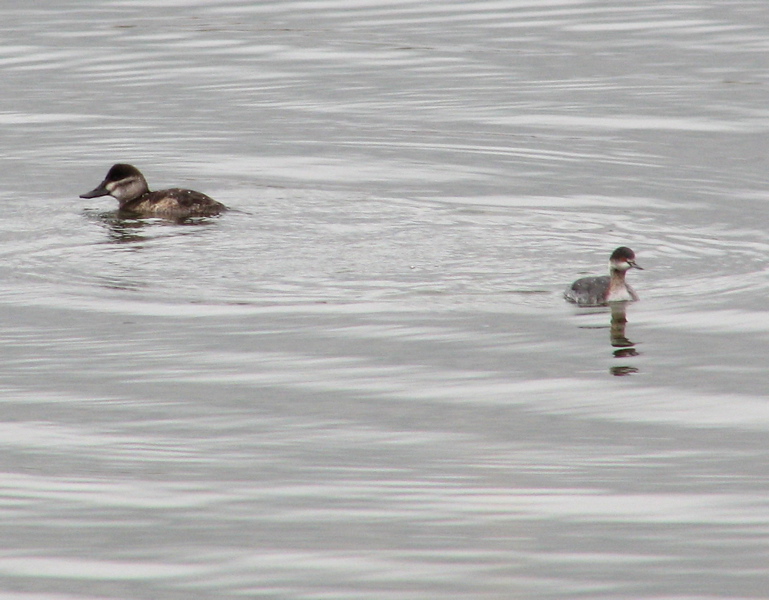 Eared grebe (winter plumage)