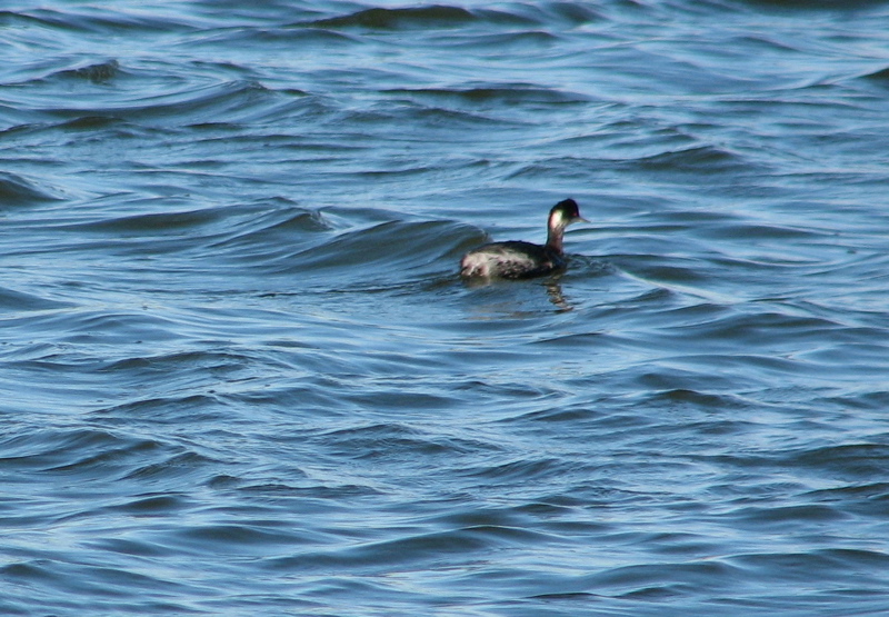 Eared Grebe, winter plumage