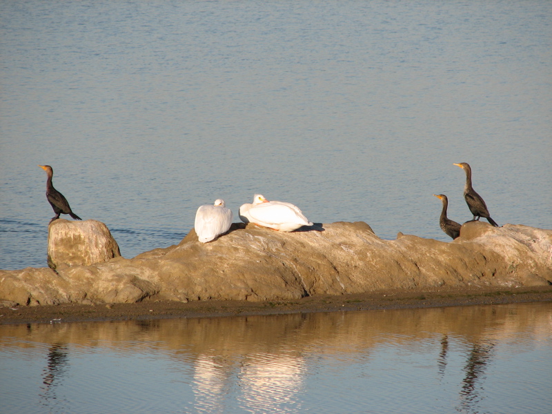 American white pelicans