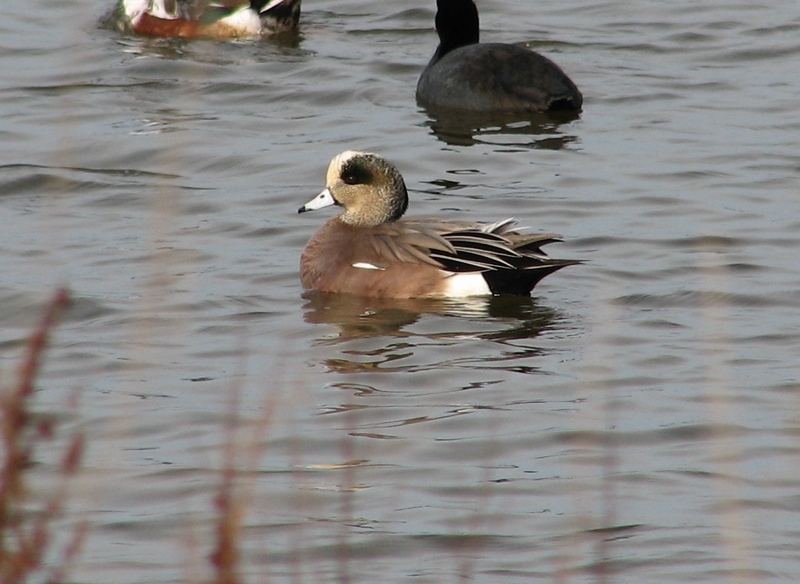 American Wigeon