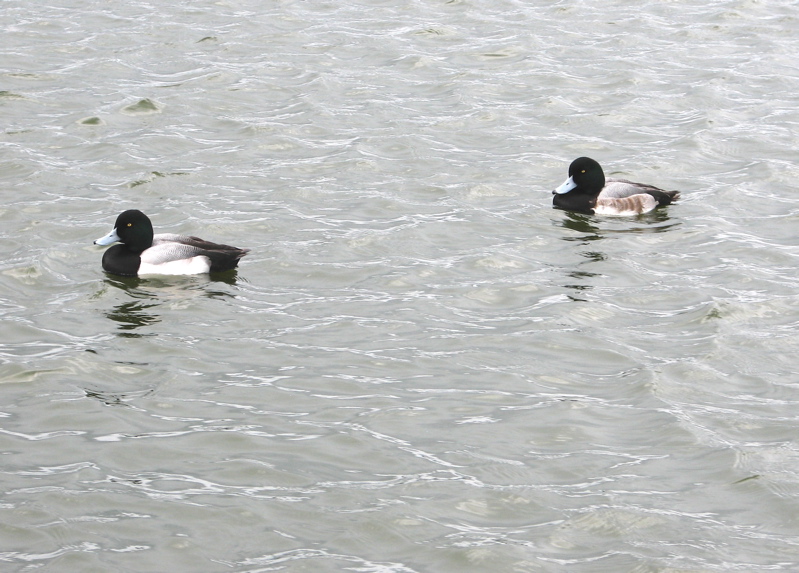 Lesser Scaups, (M) 1/1/06 