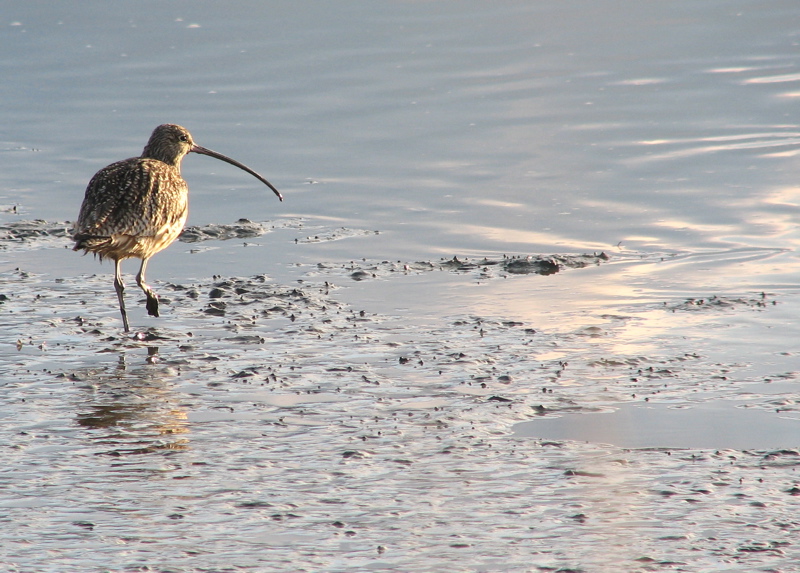 Long-billed curlew