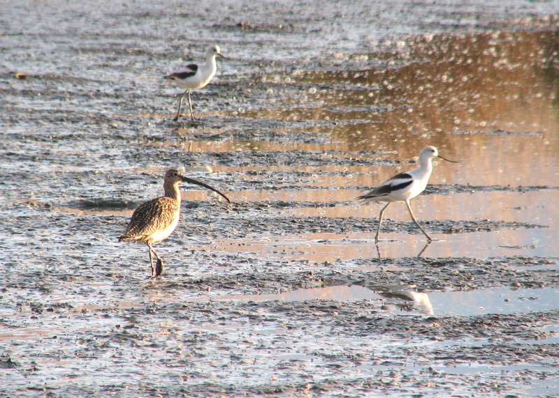 Long-billed curlew