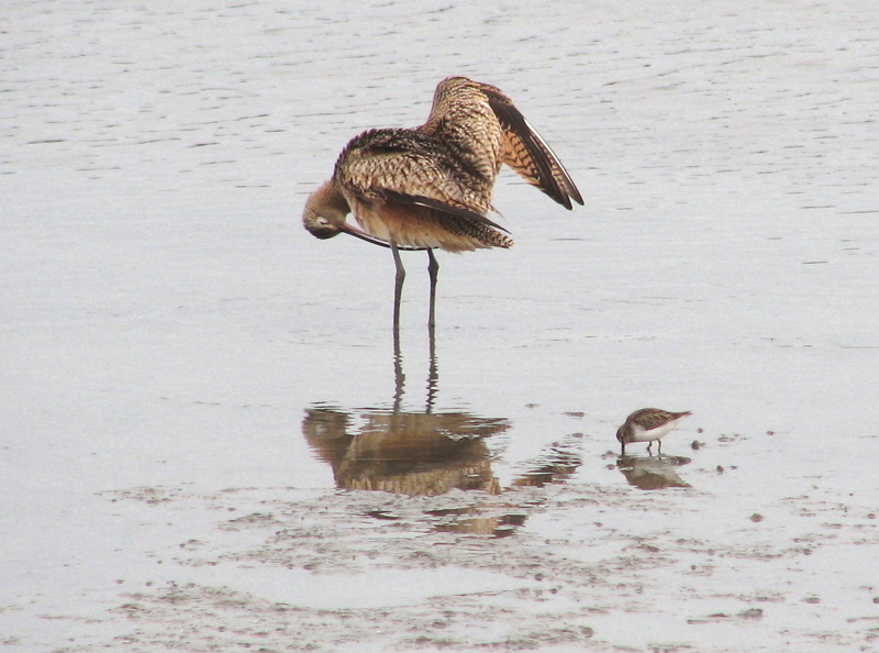 Long-billed curlew