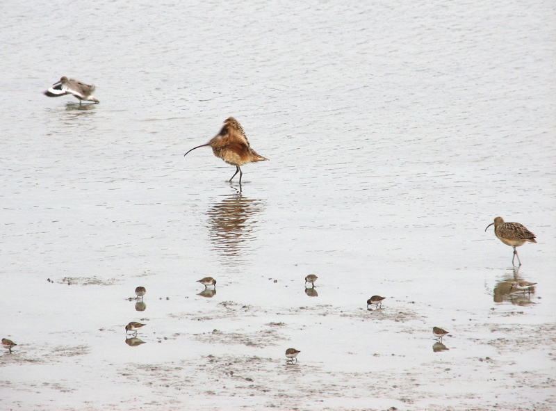 Long-billed Curlews