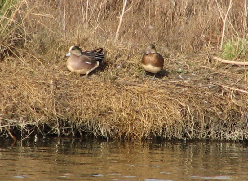 American Wigeon couple