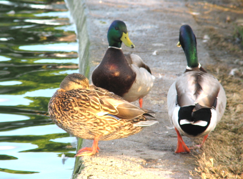 Mallards