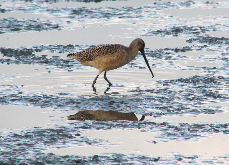 Marbled Godwit