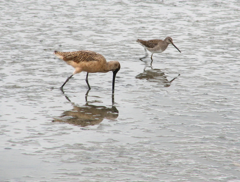 Marbled Godwit w/ Dowitcher