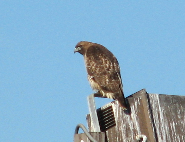 Northern Harrier