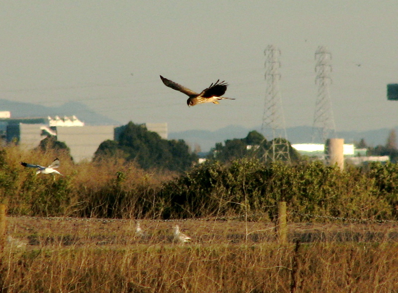 Northern Harrier  (2/5/06)