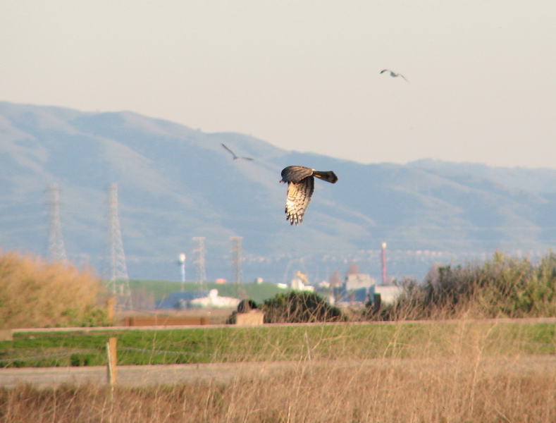 Northern Harrier (2/5/06)