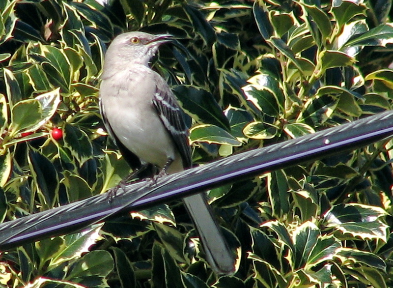 Northern Mockingbird (2/11/06)