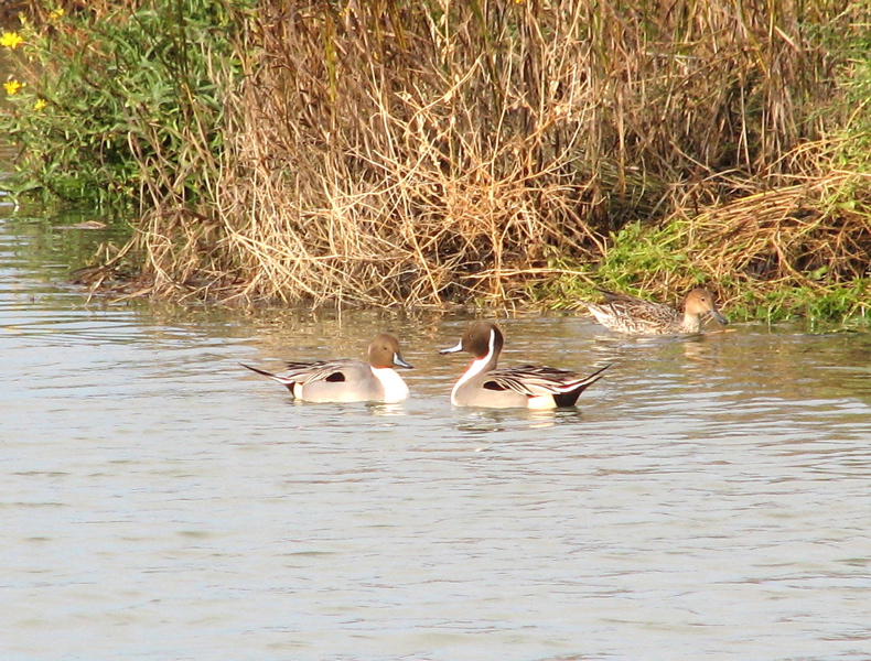 Northern Pintails (12/4/05)