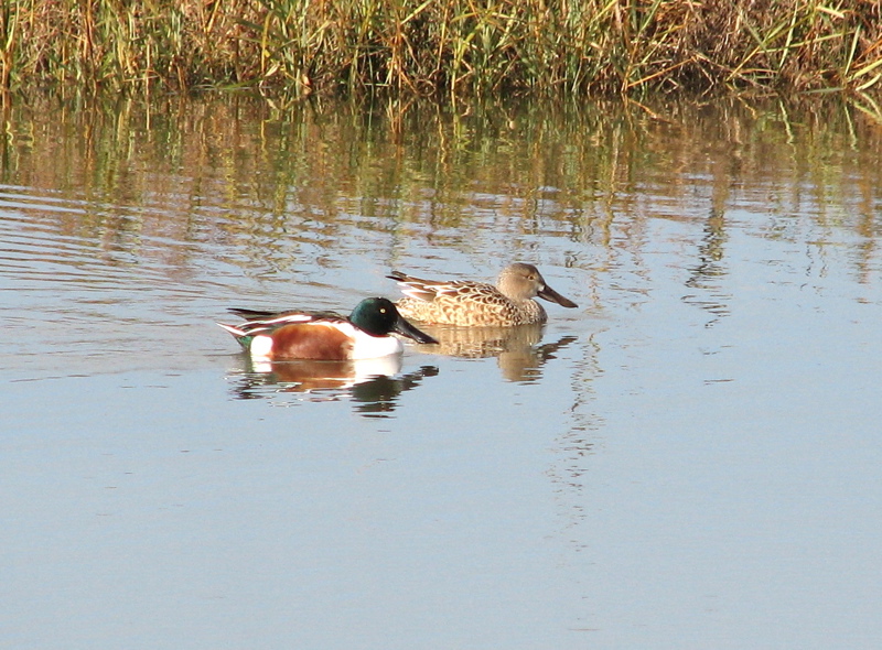 Northern Shoveler couple (12/4/05)