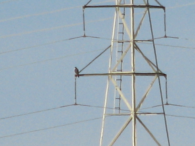 Perigrene falcon, in the distance