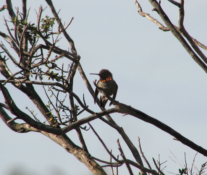 Anna's Hummingbird