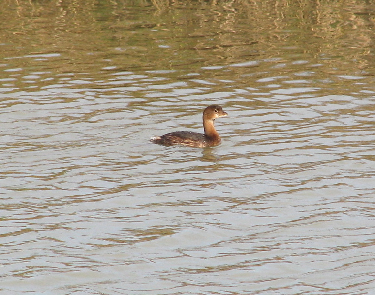 Pied-billed grebe