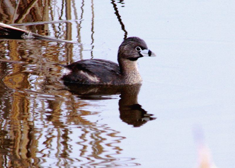 Pied-Billed Grebe (2/12/06)